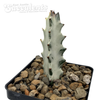 Euphorbia lactea 'White Ghost' [Small]