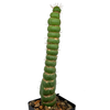 Eulychnia castanea f. varispiralis [Small]