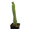 Eulychnia castanea f. varispiralis [Small]