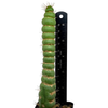 Eulychnia castanea f. varispiralis [Small]
