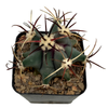 Ferocactus emoryi