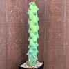 Myrtillocactus geometrizans 'Fukurokuryuzinboku' (Titty Cactus) [Large]