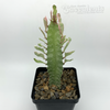 Euphorbia trigona white variegated
