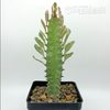 Euphorbia trigona white variegated