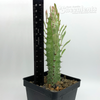 Euphorbia trigona white variegated