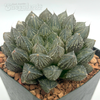 Haworthia obtusa hybrid 'Mirror Ball'