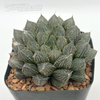 Haworthia obtusa hybrid 'Mirror Ball'