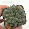 Haworthia obtusa hybrid 'Mirror Ball'