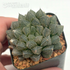 Haworthia obtusa hybrid 'Mirror Ball'