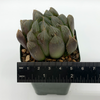Haworthia obtusa hybrid B