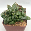 Haworthia byakuya 'Midnight'