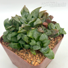 Haworthia byakuya 'Midnight'