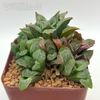 Haworthia byakuya 'Midnight'