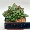 Haworthia byakuya 'Midnight'