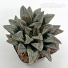 Haworthia 'Hakuseijou'