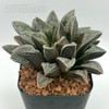 Haworthia 'Hakuseijou'