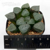 Haworthia bayeri hybrid