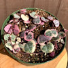 Ceropegia woodii 'String of Hearts' Variegated
