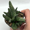 Gasteria maculata Nova