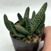 Gasteria maculata Nova