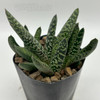 Gasteria maculata Nova