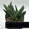 Gasteria maculata Nova