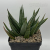 Gasteraloe beguinii