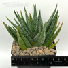 Gasteraloe beguinii
