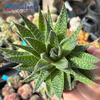 Gasteraloe beguinii