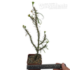 Euphorbia genoudiana