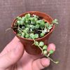 Senecio rowleyanus variegata 'Variegated String of Pearls'
