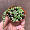 Senecio rowleyanus variegata 'Variegated String of Pearls'