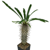 Pachypodium lamerei 'Madagascar Palm' [Medium]