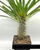 Pachypodium lamerei 'Madagascar Palm'