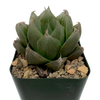 Haworthia obtusa hybrid C