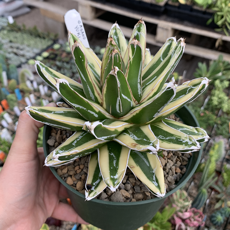 Botany Basics: Agave Coring