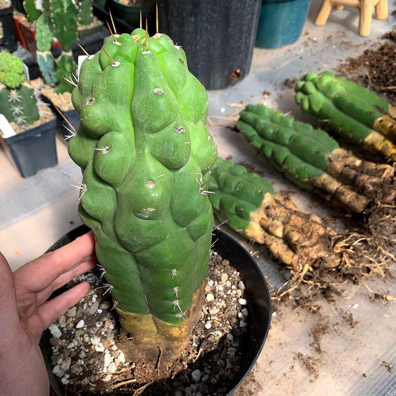 Repotting Cacti into the Right Soil