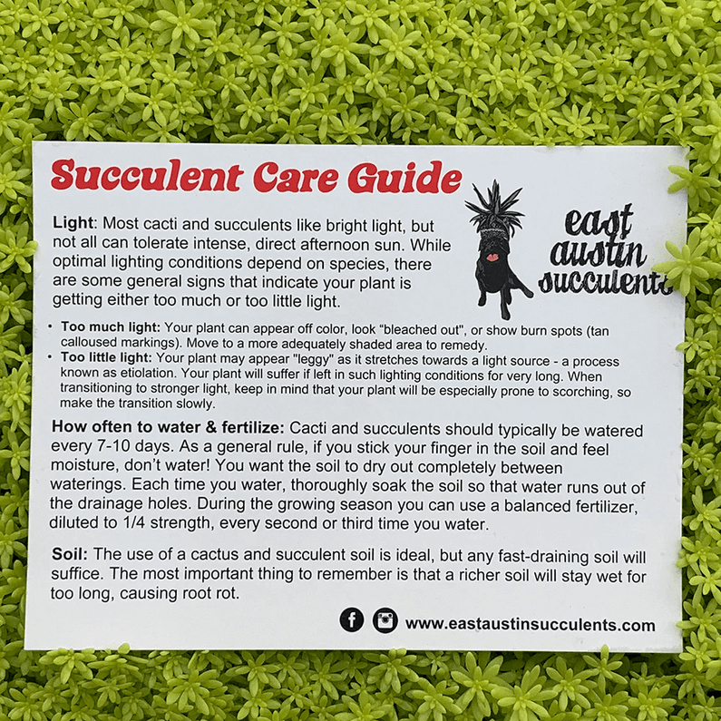 Succulent Care Card