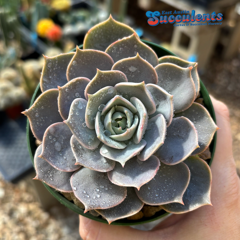 Echeveria Care Guide: Everything You Need to Know About Growing These  Stunning Succulents - East Austin Succulents
