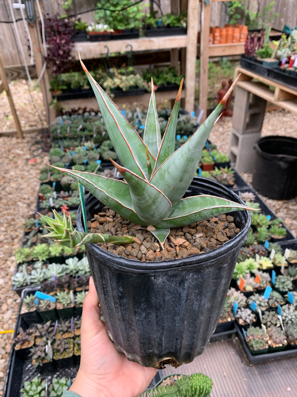 Botany Basics: Sansevieria 