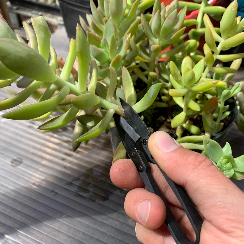 Propagating Succulents