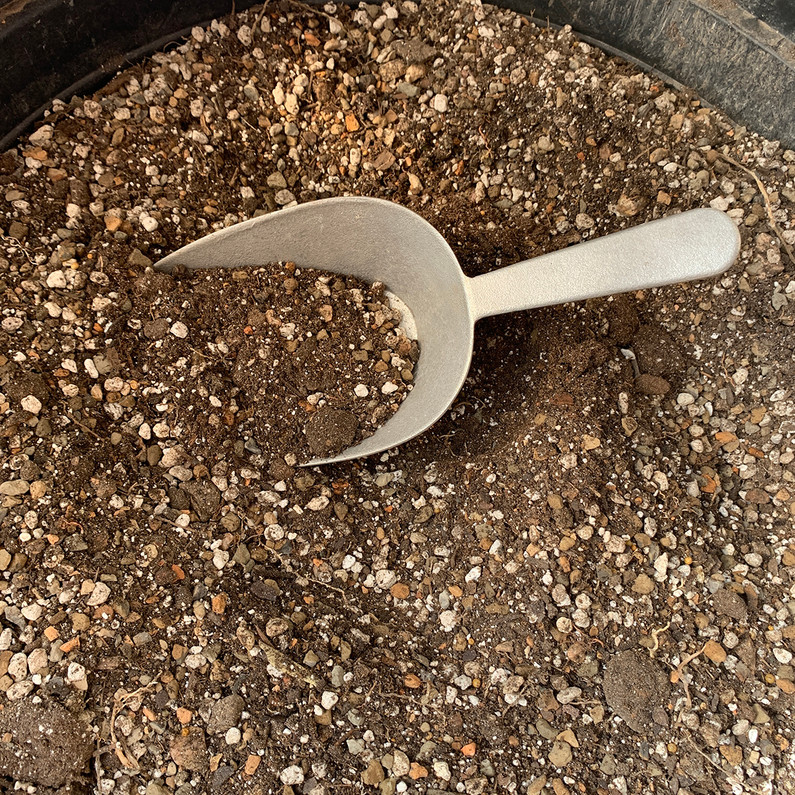 Botany Basics: Best Succulent Soil Mix for Healthy Plants | Premium Cactus Potting Mix
