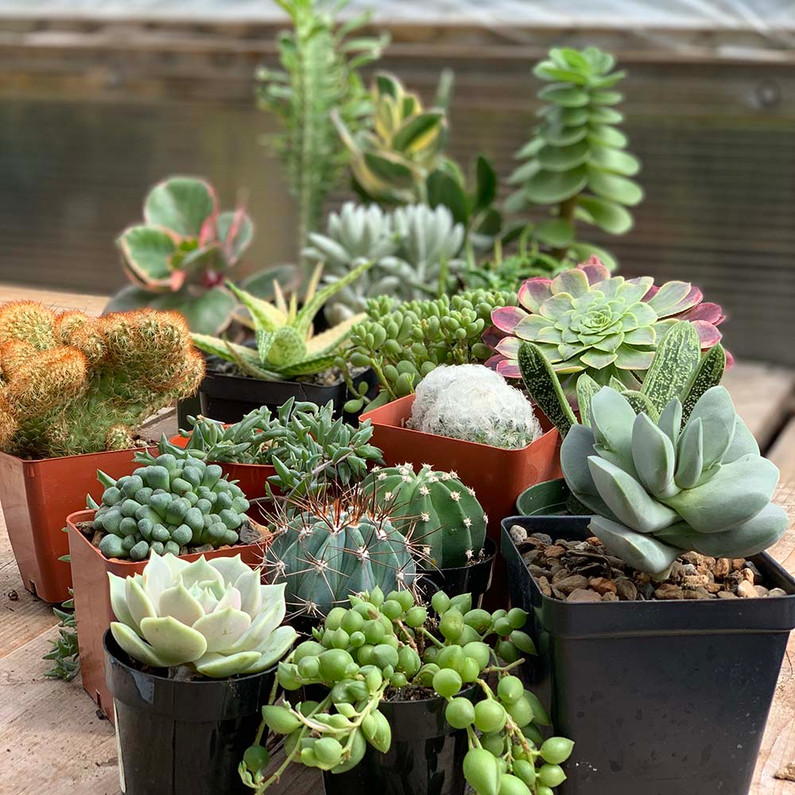 Succulents: 101