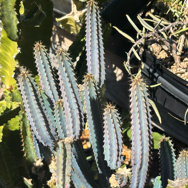 Winter Care Guide for Cacti and Succulents: Keep Your Plants Thriving