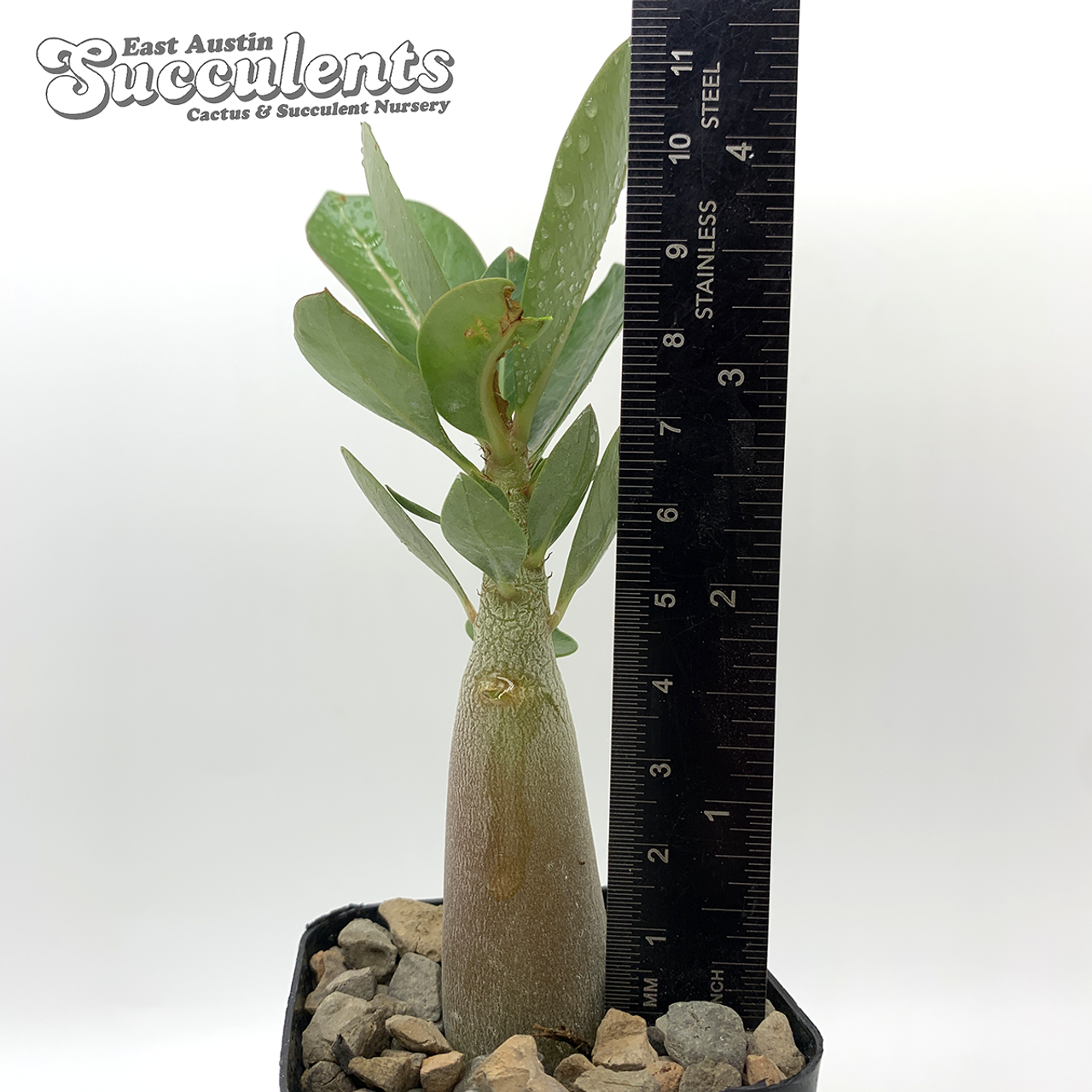 Fresh Restocks - Page 1 - East Austin Succulents