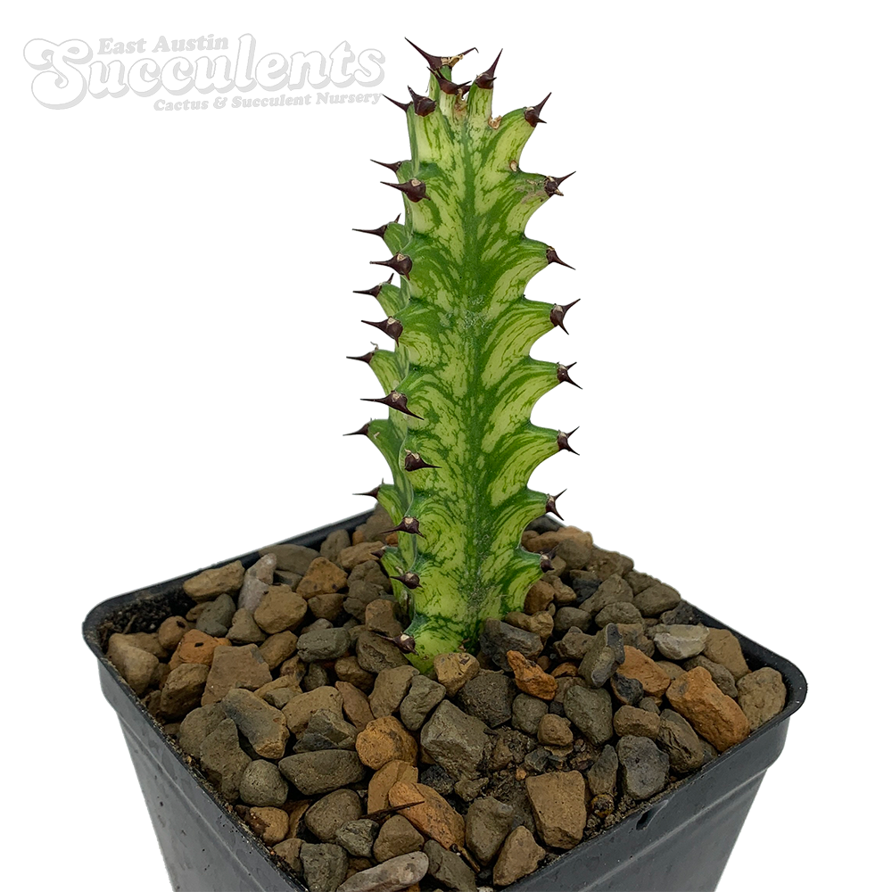 Euphorbia Longituberculosa ④ユーフォルビア ロンギツベルクローサ