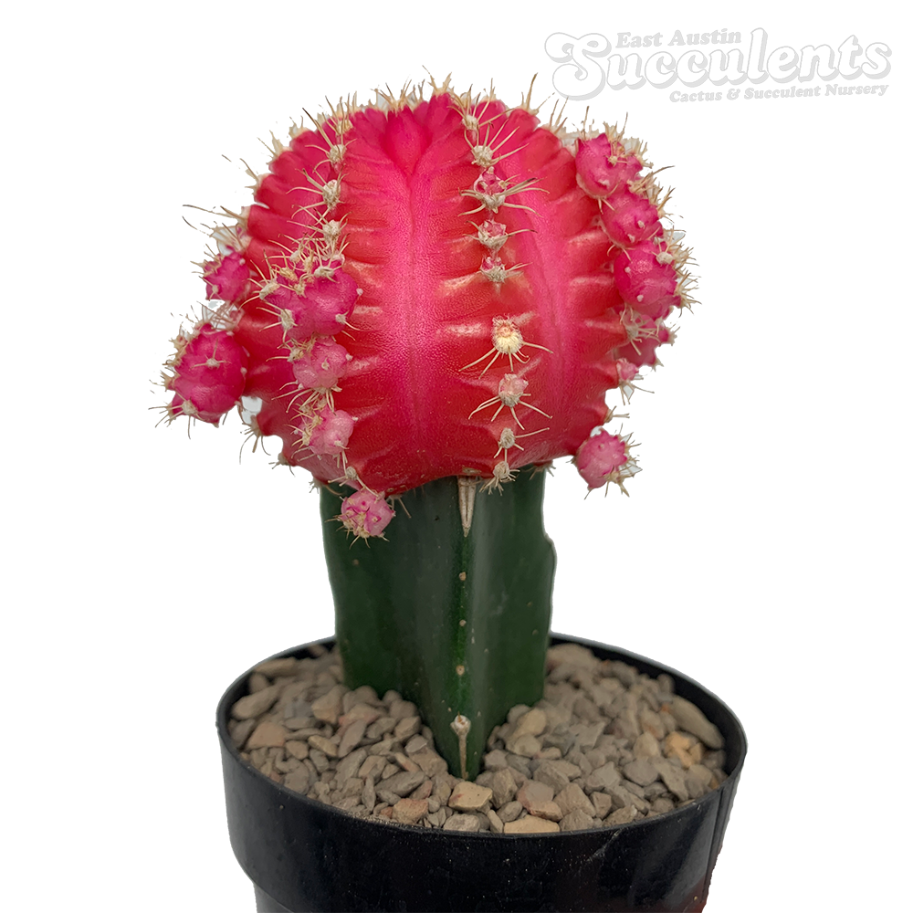 windhof cactus Southwest Barrel Cactus