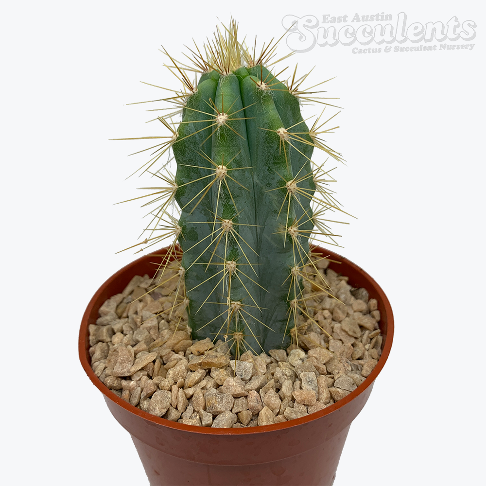 Pilosocereus pachycladus/azureus