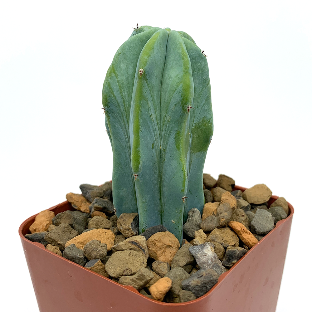 Myrtillocactus geometrizans
