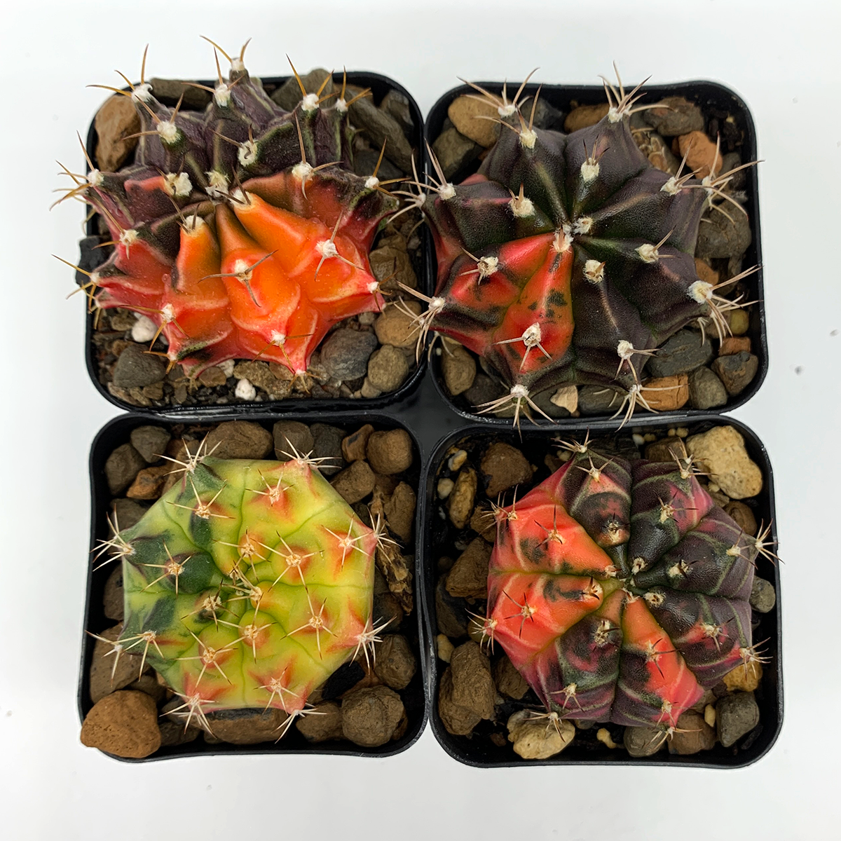 Gymnocalycium variegata hybrid individual